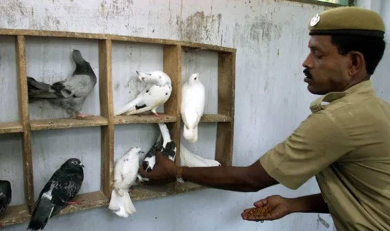 Polisin kanatlı yardımcıları işsizlik tehlikesi altında