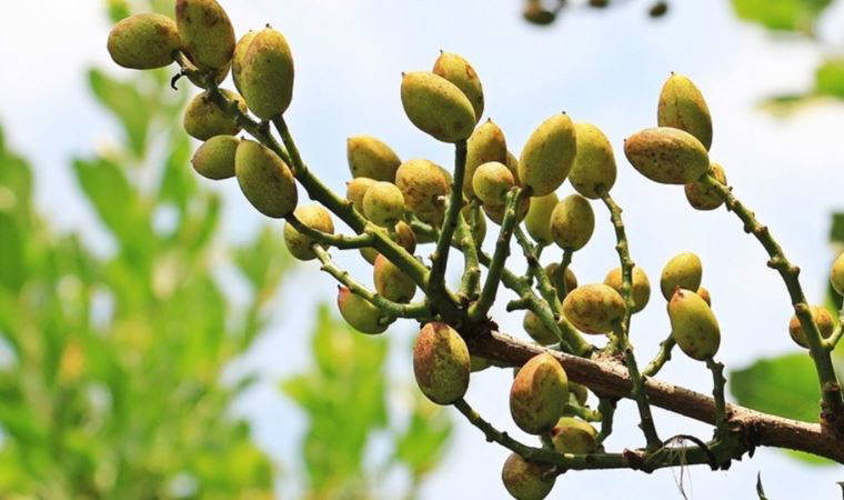 Bilim insanları önerdi. Bundan yiyen 100 yaşına kadar yaşar