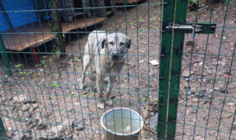 'Yeni barınakta gerekli şartlar sağlanmadı'