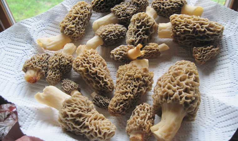 Ormandan toplanan mantarın kilosu 500 liraya satılıyor