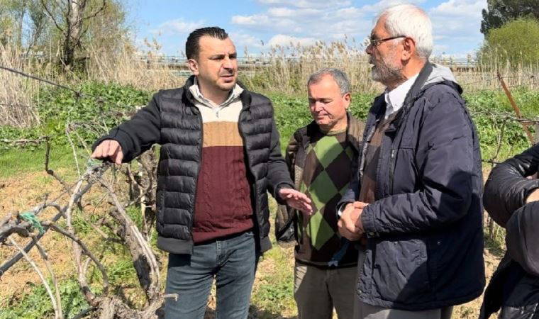 Bağlarını don vuran üreticiler: Manisa afet bölgesi ilan edilsin