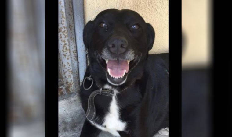 Depremzedenin köpeğine el kondu