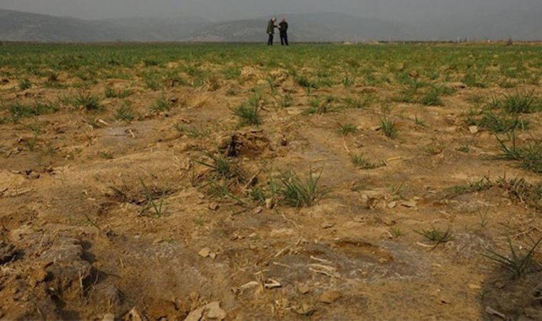 İzmir'de kuraklık: Çiftçi tahıl rekoltesinden endişeli
