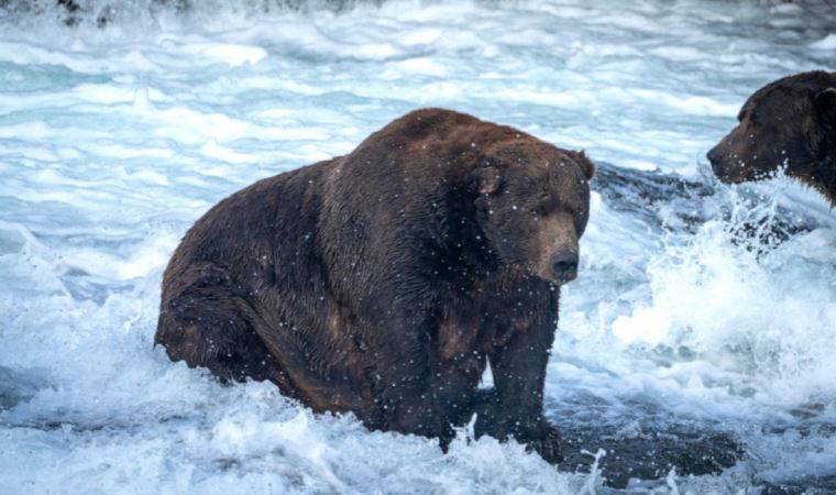 Ayılar şakaya gelmez