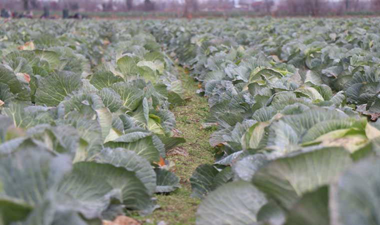 Uzmanı uyardı: Yağışların azalması tarımda verimin azalmasına neden olabilir