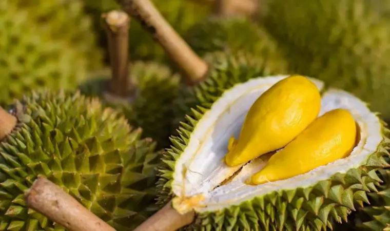 Durian meyvesi nedir, nerede yetişir? Durian meyvesi neden yasak?