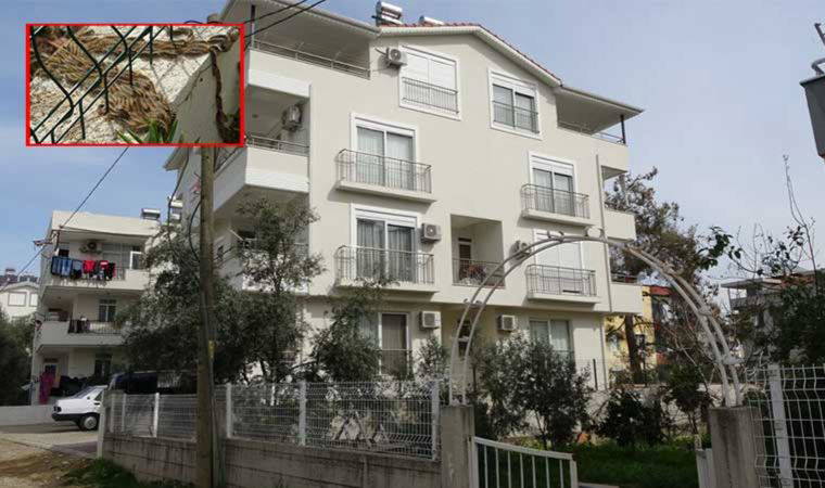 Manavgat'ta çam kese böceği istilası