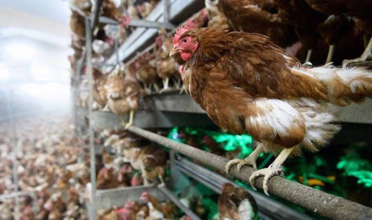 WOAH duyurdu: Fransa'da yüksek derecede bulaşıcı kuş gribi tespit edildi!