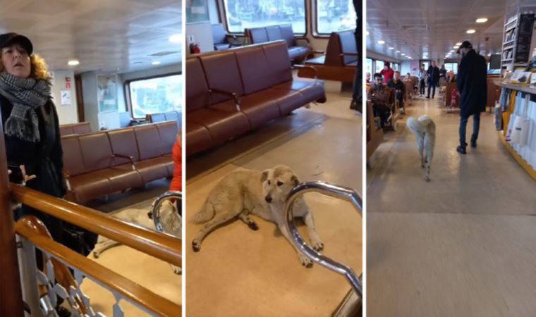Kaptan vapurda 'köpek' olduğu için seferi yapmadı: Yolcular alkışlarla protesto etti