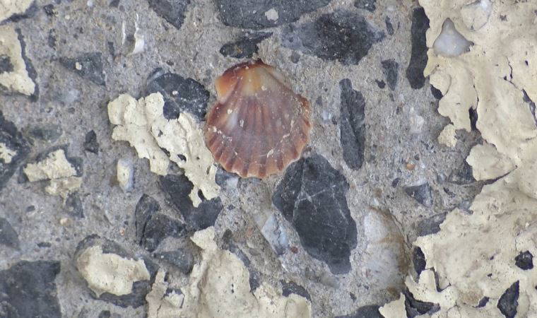 Yer İstanbul! Betonunda midye kabukları ortaya çıkan köprü tedirgin etti