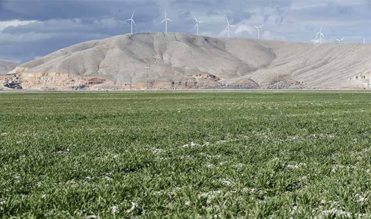 Güneydoğu'da yağışlar tarımda yüksek rekolte umudunu artırdı
