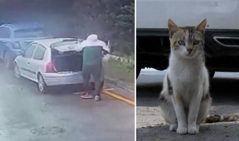 Bağcılar'da sitedeki kedileri 'poşetle' götüren kişi hakkında suç duyurusu