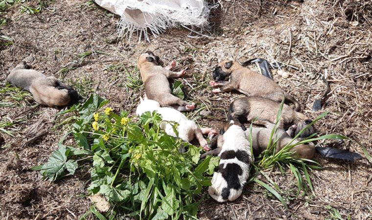 Vicdansızlığın bu kadarı! Çuvaldan çıktılar... 11 yavru köpek ölüme terk edildi