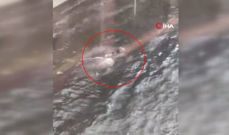 Florida’da caddeler göle döndü, bir kişi sel sularında yüzdü