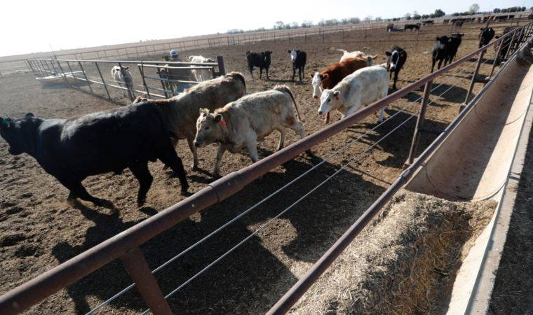 Mandırada yaşanan patlamada 18 bin inek öldü
