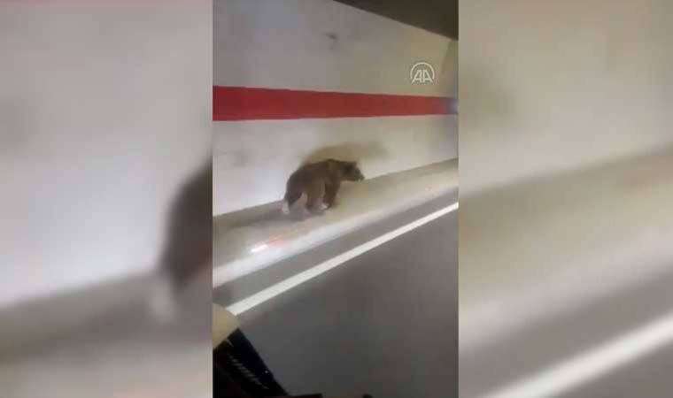 Tünelde koşan ayıyı gören yurttaşlar o anları cep telefonu kamerasıyla kaydetti