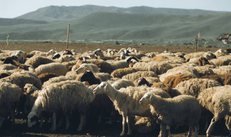 Diyarbakır’da ağıla giren köpek sürüsü yaklaşık 40 koyunu telef etti