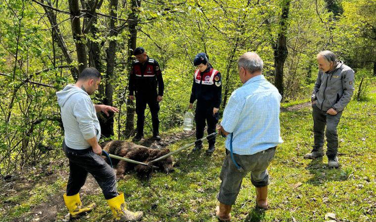 Ormanda belden aşağısı tutmayan yaralı ayı bulundu
