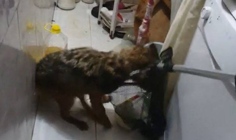 Yer Bursa... Eve giren tilki aileyi rehin aldı