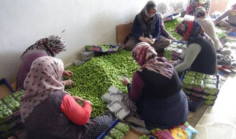 Can eriği tezgaha indi, fiyatı cep yaktı