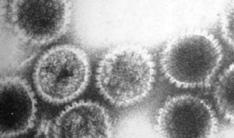 Okyanusta hiçbir şeye benzemeyen yeni virüsler keşfedildi