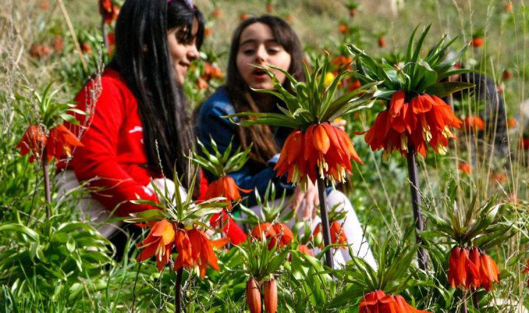 İlkbaharın müjdecisi 'ters laleler' çiçek açtı