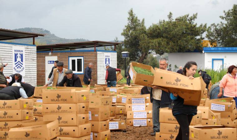 Bodrum Belediyesi, 350 bin fideyi üreticiyle buluşturdu
