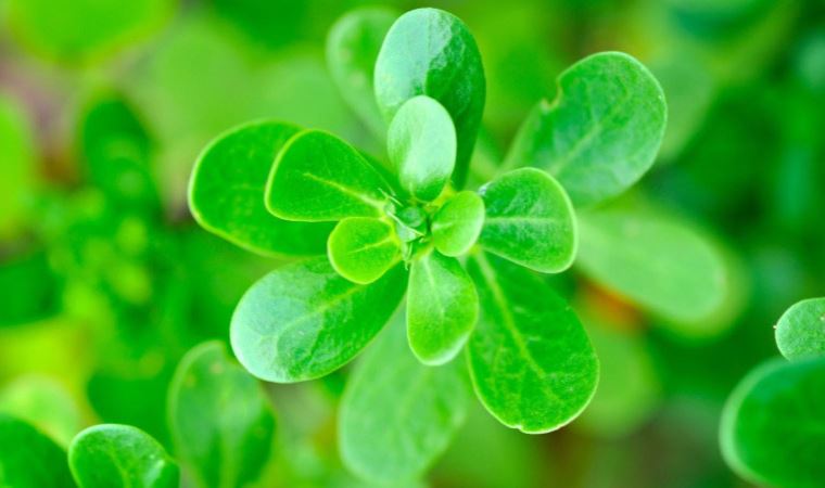 Semizotu (pirpirim) nedir, nasıl pişirilir?