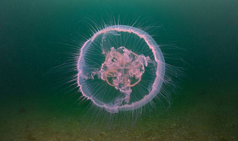 Marmara Denizi'ndeki balıklar denizanası tehdidi altında
