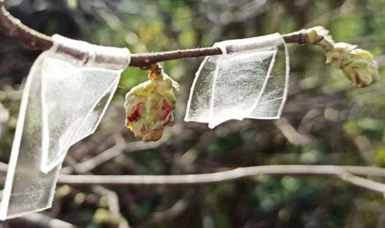 Samsun İl Tarım ve Orman Müdür Vekili Bekir Karaosmanoğlu, fındık üreticilerini uyardı