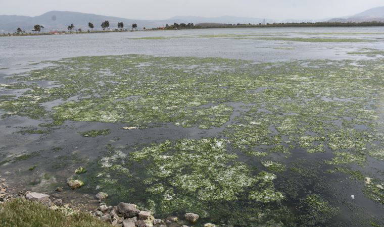İzmir Körfezi'nde deniz marulları yok olmadı: Kronikleşti!