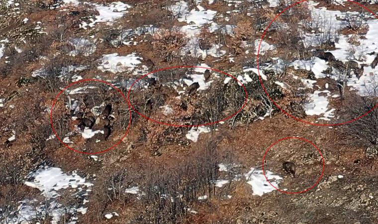 Bingöl'de kent merkezinin etrafında Yaban domuzları görüntülendi