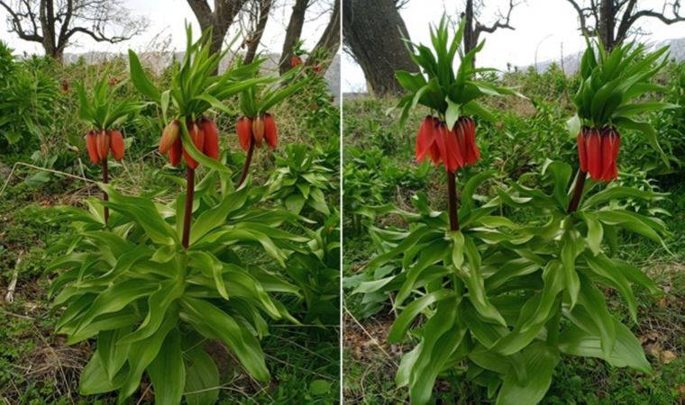 Ters laleler açtı: Koparmanın cezası 244 bin TL