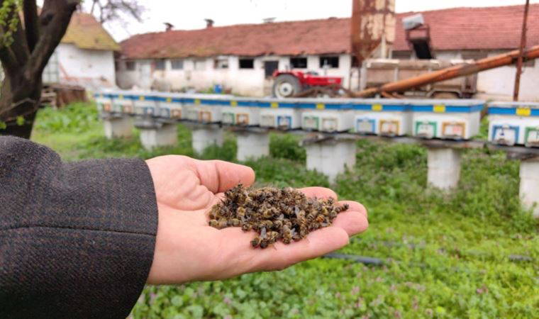 Bursa'da toplu arı ölümleri yaşanıyor