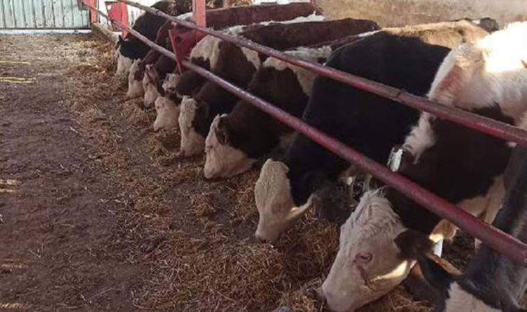 Bakan Vahit Kirişci duyurdu: Şap hastalığına karşı 12 milyon doz aşı üretildi!