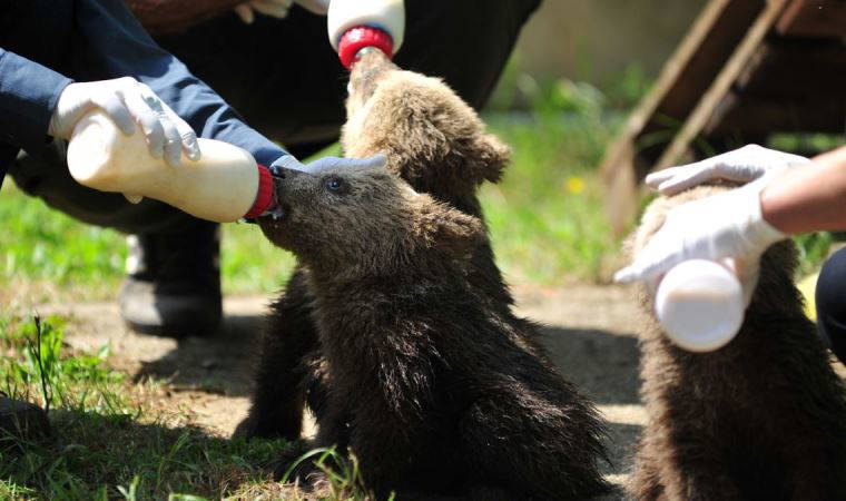 Bursa ayı barınağının 3 yeni konuğu