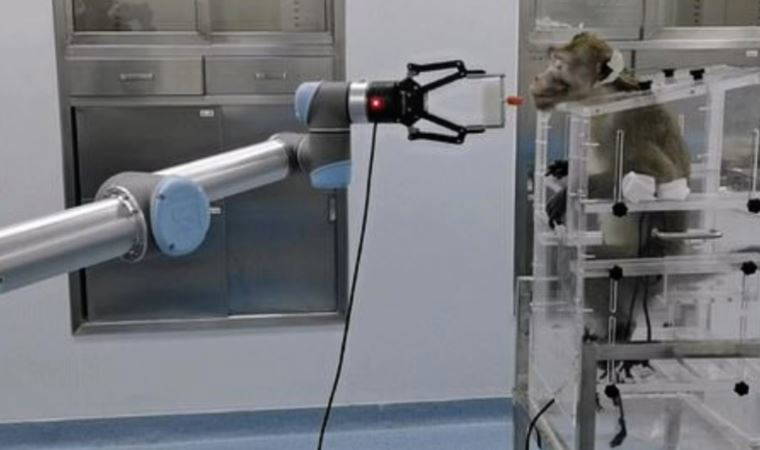 Maymunun zihni beyin-bilgisayar bağlantısıyla kontrol edildi