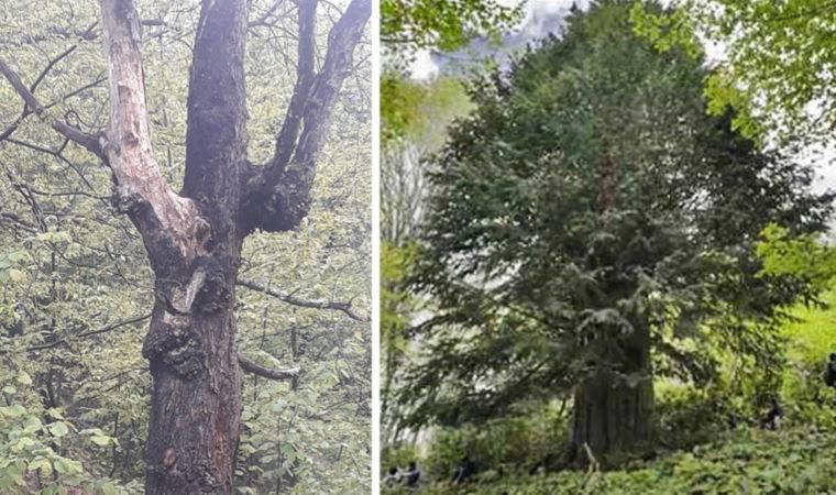 Türkiye'nin en yaşlısı 'gal arısı' nedeniyle tehlike altında