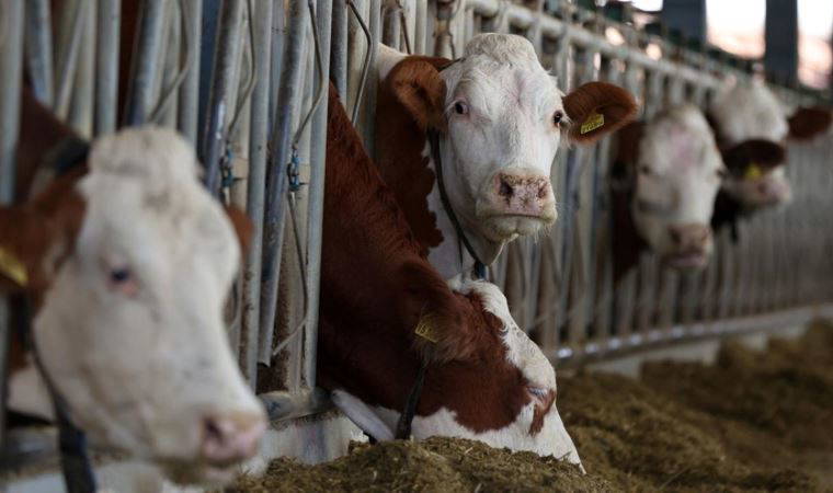 Güney Kore'de şap hastalığı alarmı: Çok sayıda sığır itlaf edilecek