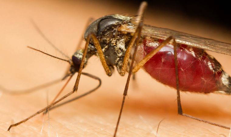 Kullandığınız sabun, sizi sivrisineklerin hedefi yapabilir