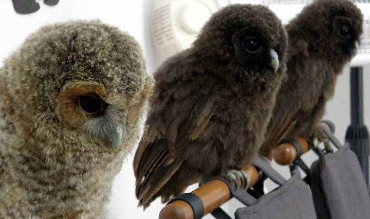 Yavru baykuşlara özel bakım