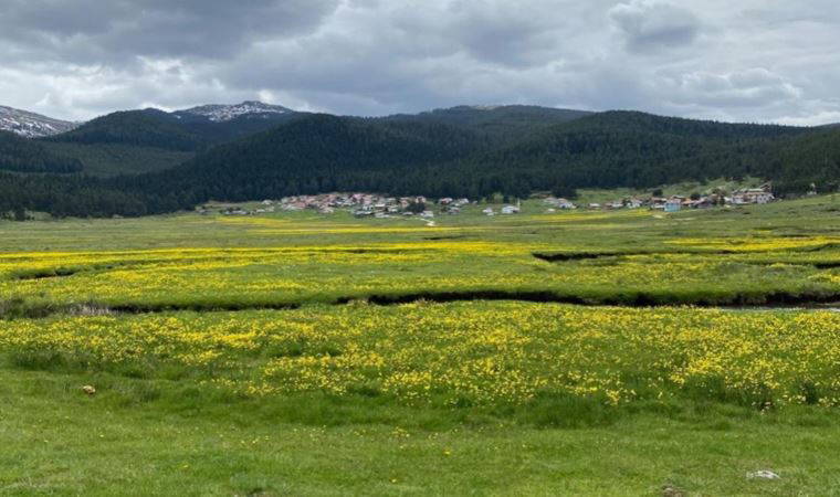 Bolu'nun her mevsim ayrı güzel yaylası: Sarıalan