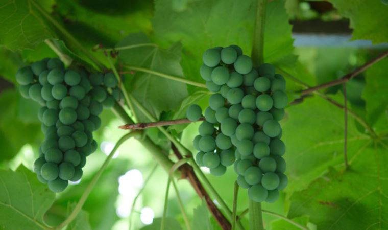 Koruk nedir, koruk suyu veya ekşisi nasıl yapılır?