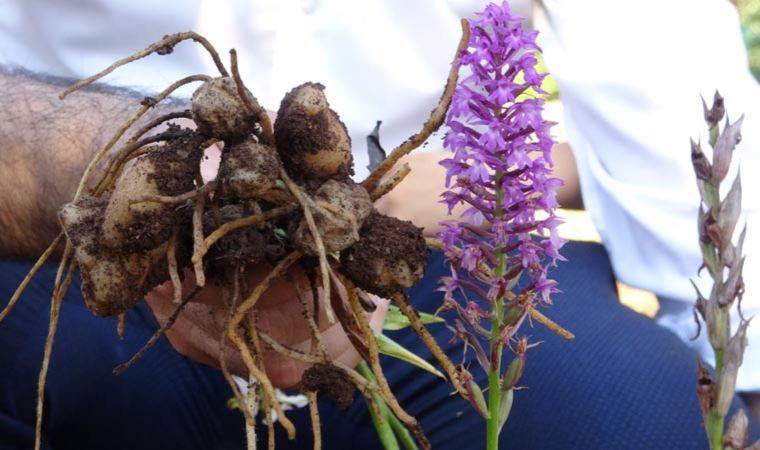 Salep soğanı nedir? Salep soğanı toplamak yasak mı?
