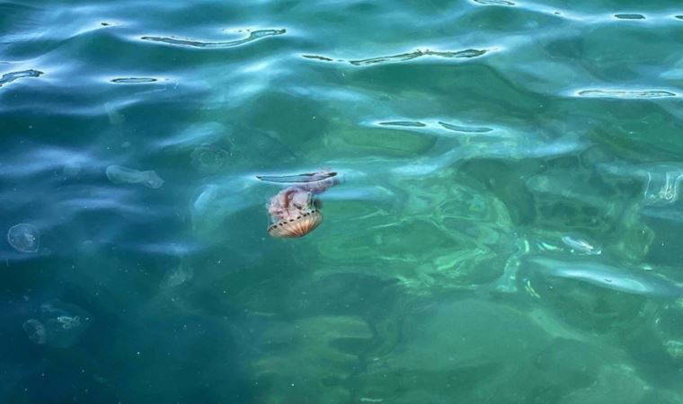 Çanakkale Boğazı'nda zehirli tehlike: Pusula denizanası