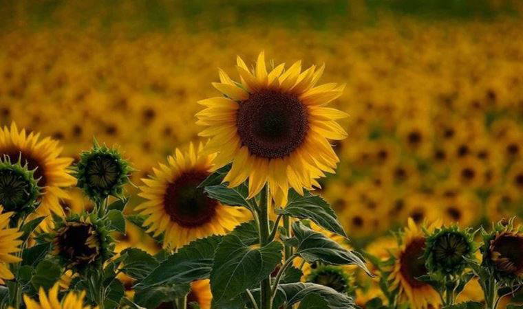 Edirne'de ayçiçeği tarlalarında görüldü, uyarı geldi: 'Bu durum yüzde 40'ları aşarsa...'