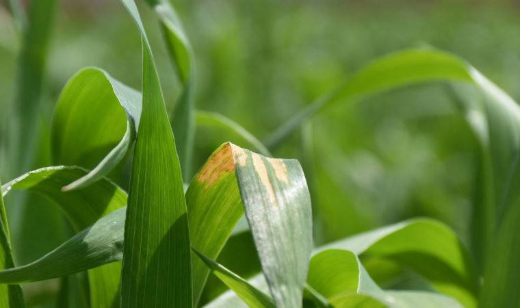 Yağış artışları nedeniyle tahılda 'sarı pas' riski