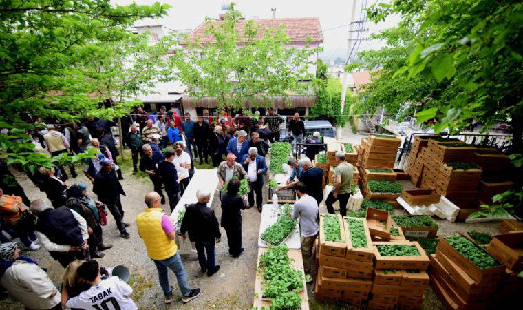 Bornova’da yerel üreticiye 500 bin fide