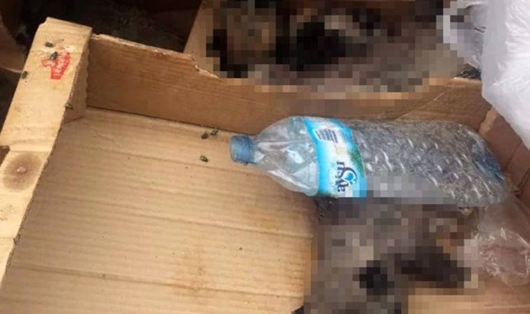 Burdur'da 6 yavru köpek ölü bulundu: Soruşturma başlatıldı