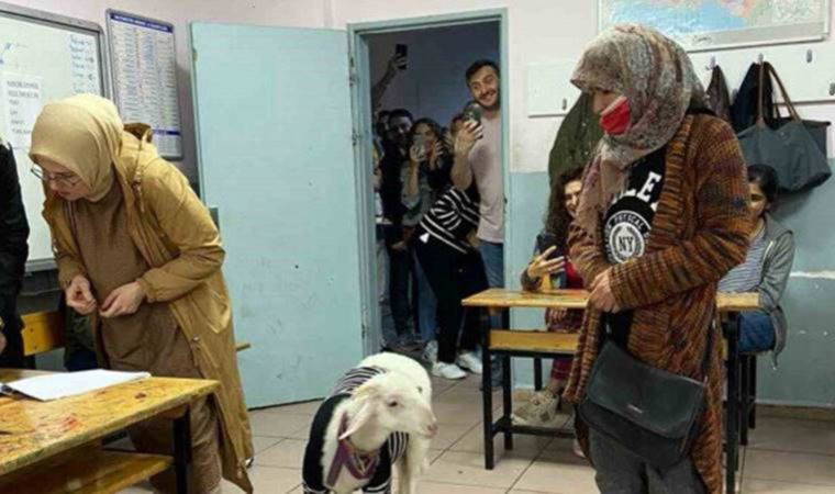 Türkiye'den sandık manzaraları: Kuzusuyla oy kullandı